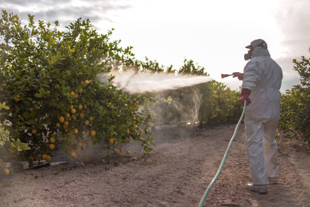Best Bed Bug Extermination  in Mineville, NY