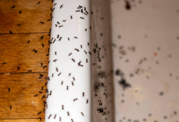 Best Wasp Removal Services  in Mineville, NY