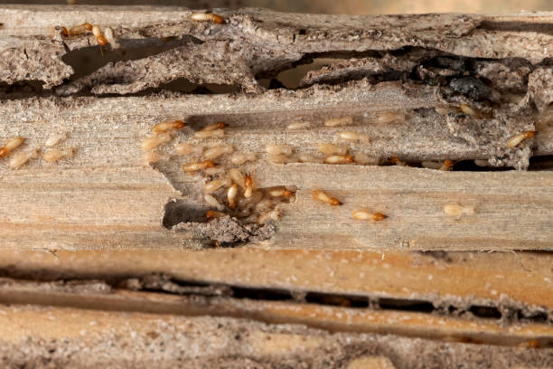 Best Termite Control Services  in Mineville, NY