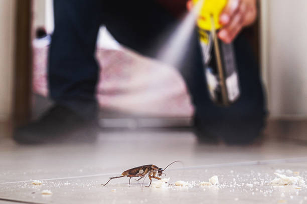 Best Pest Control Near Me  in Mineville, NY