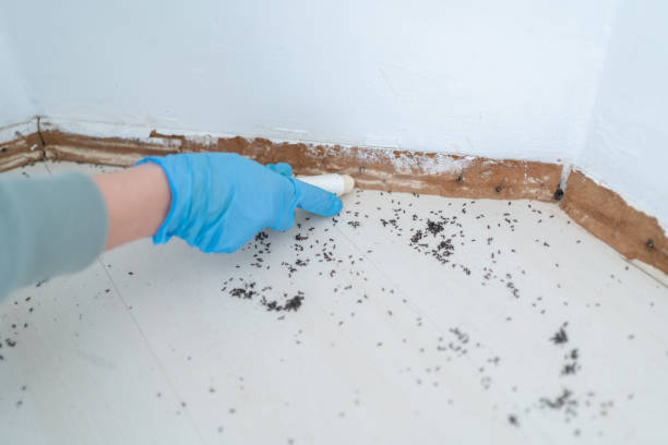 Best Mosquito Control Services  in Mineville, NY